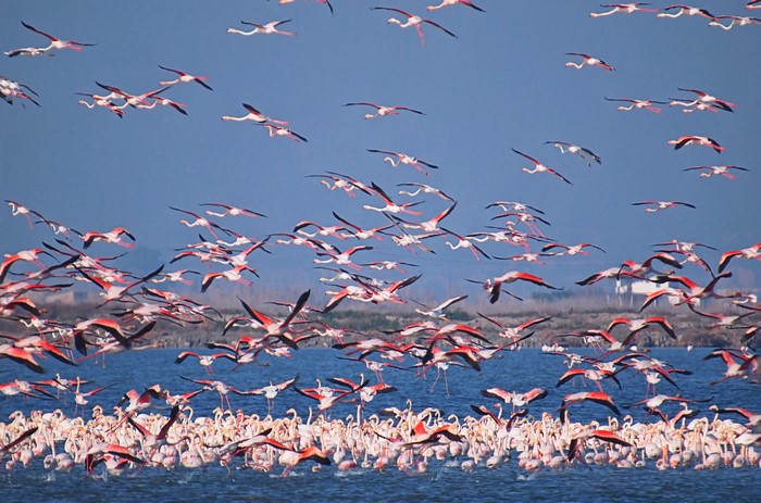 A large flock of flamingos in flight over water