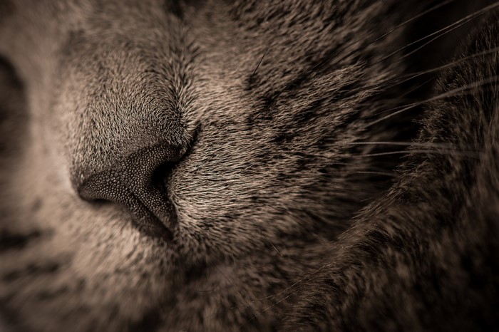 Close-up of a cat's nose and fur