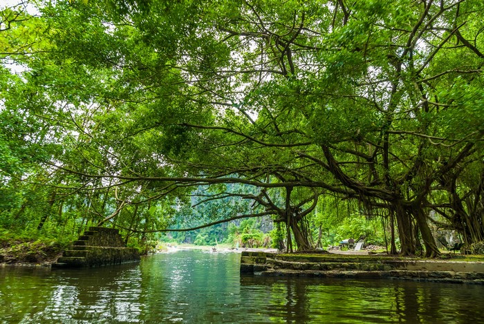 River with large trees and stone stairs in Vietnam