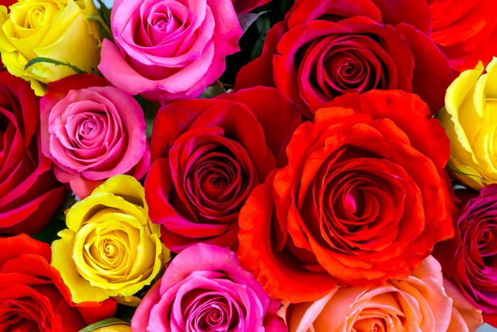 Roses closeup