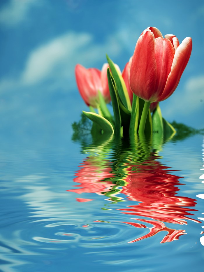 Red tulips reflected in water with blue sky