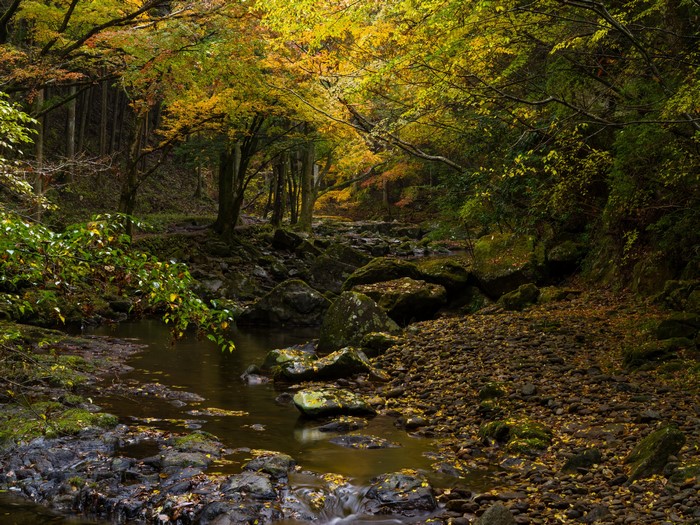 Autumn forest with a stream and mossy stones
