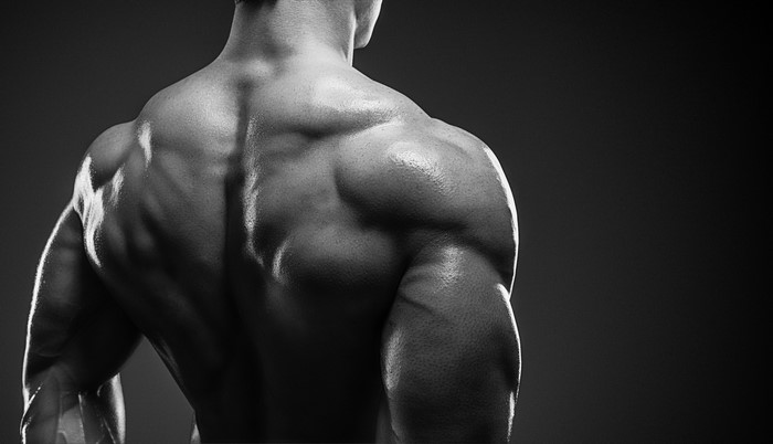 Bodybuilder's muscular back and shoulders