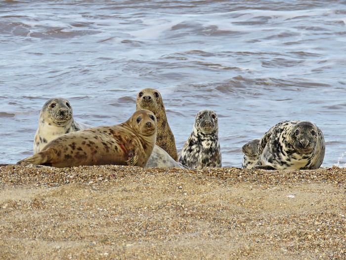 Group of seals on a pebble beach near the ocean