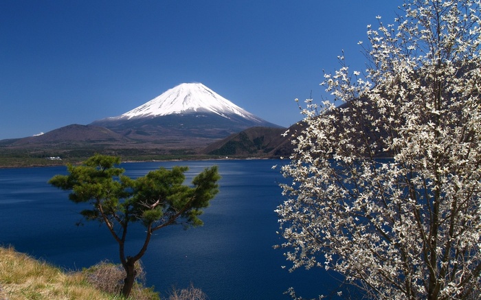 Mount Fuji and Lake Motosu with Cherry Blossoms