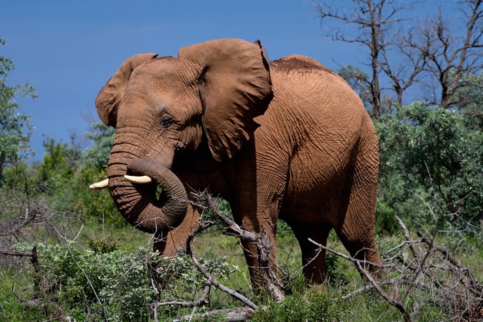 4K Elephant in Natural Habitat
