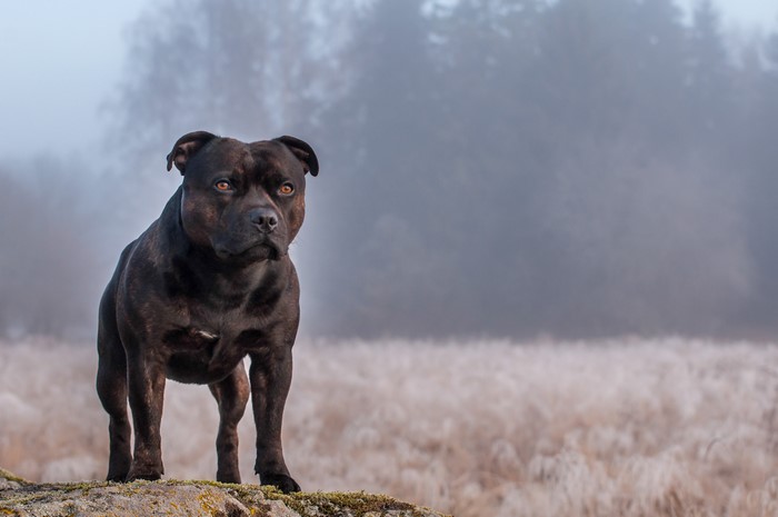 Black Staffordshire Bull Terrier on a rock