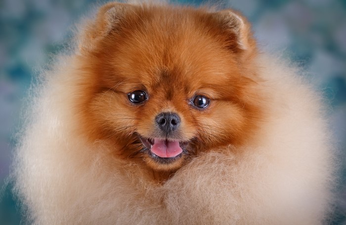 Fluffy Pomeranian dog with tongue out