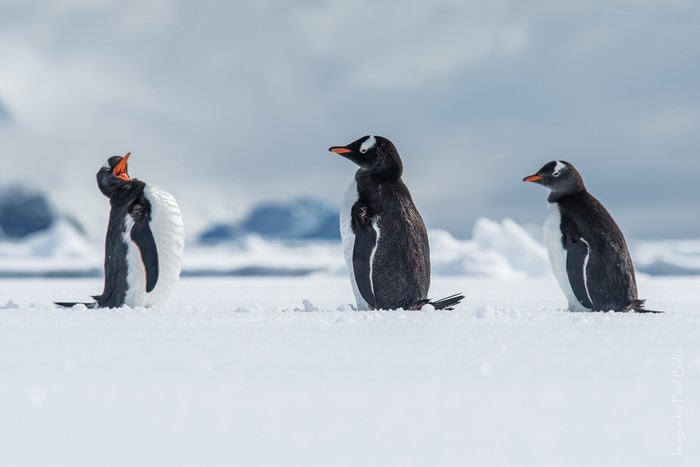 Gentoo Penguins in Wilhelmina Bay, Antarctica