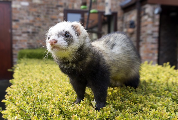 Ferret standing on a bush