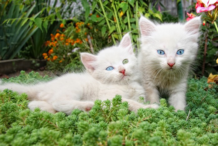 Two white kittens with blue eyes in garden