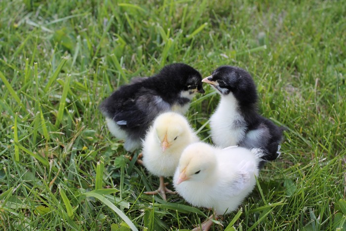 Four Chicks in Grass