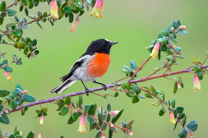 Scarlet Robin perched on a flowering branch