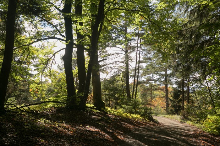 Sunlight filtering through trees in a forest with a dirt path