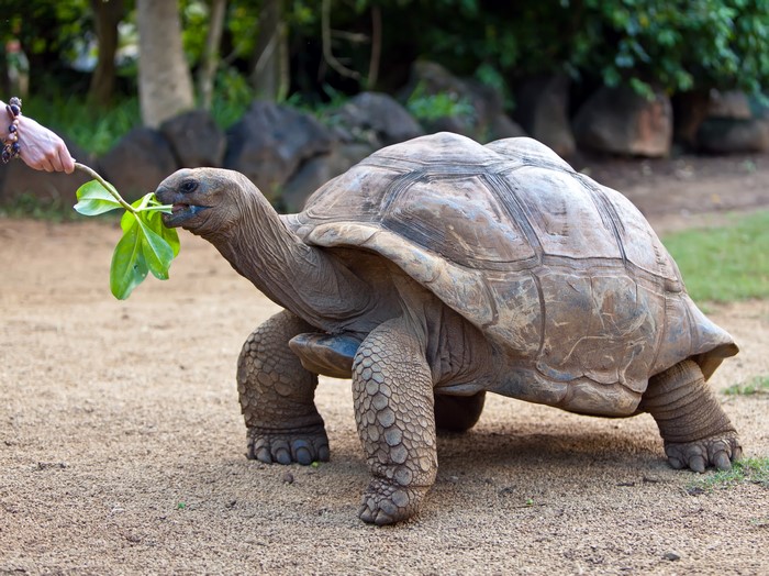 Giant tortoise being fed leaves by a person
