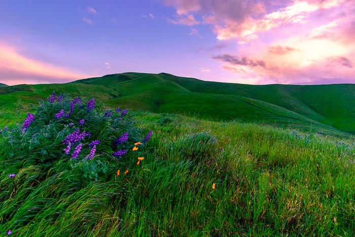 Purple lupine and orange poppies on a grassy California hill