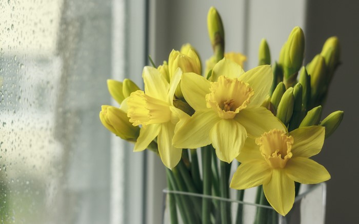 Yellow Daffodils in a Vase by a Rainy Window