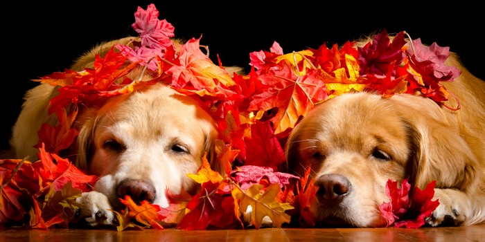Two Golden Retrievers with Autumn Leaves