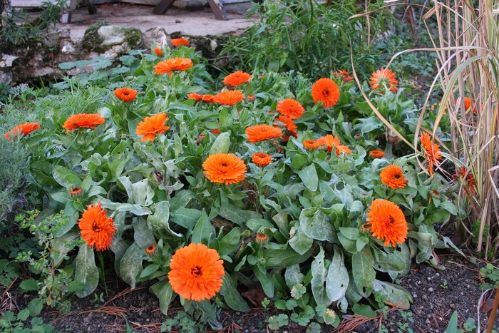 Orange Calendula flowers in a garden