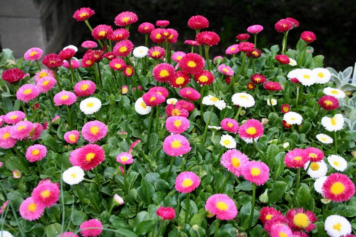 Many pink and white daisies with yellow centers