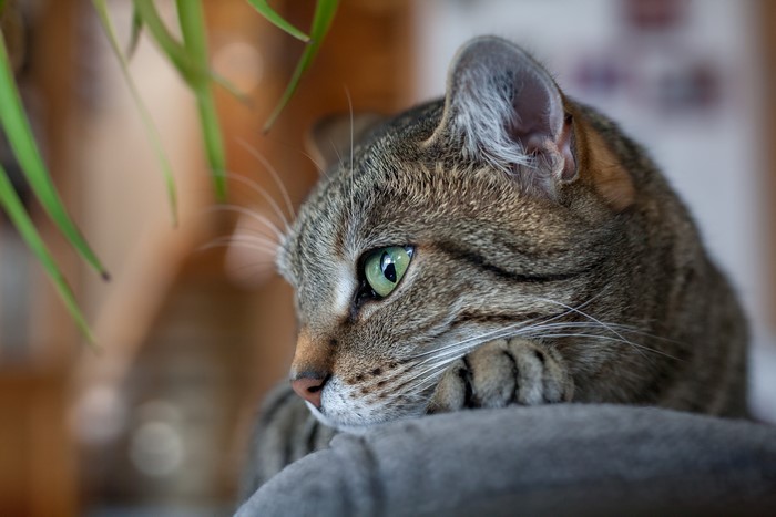 4K Closeup of a Tabby Cat