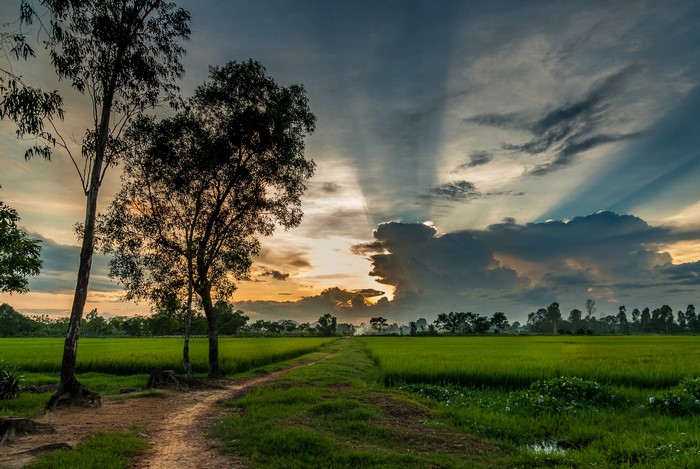 Rice fields and trees at sunset in Vietnam