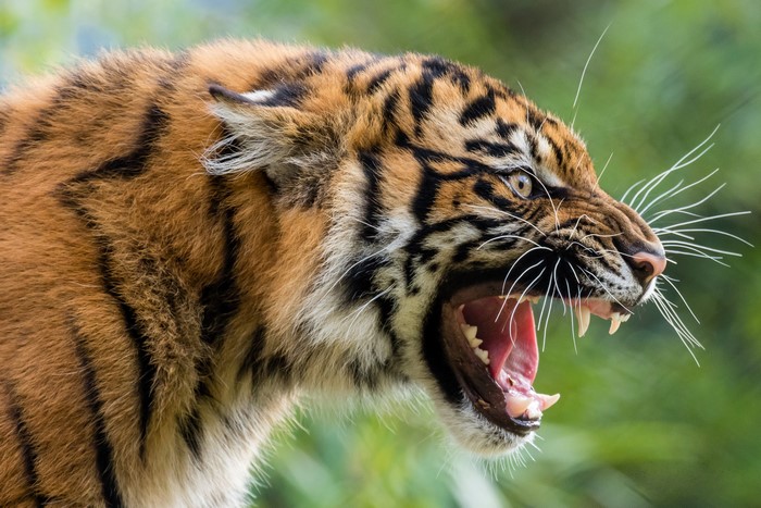 Tiger roaring with sharp teeth and whiskers
