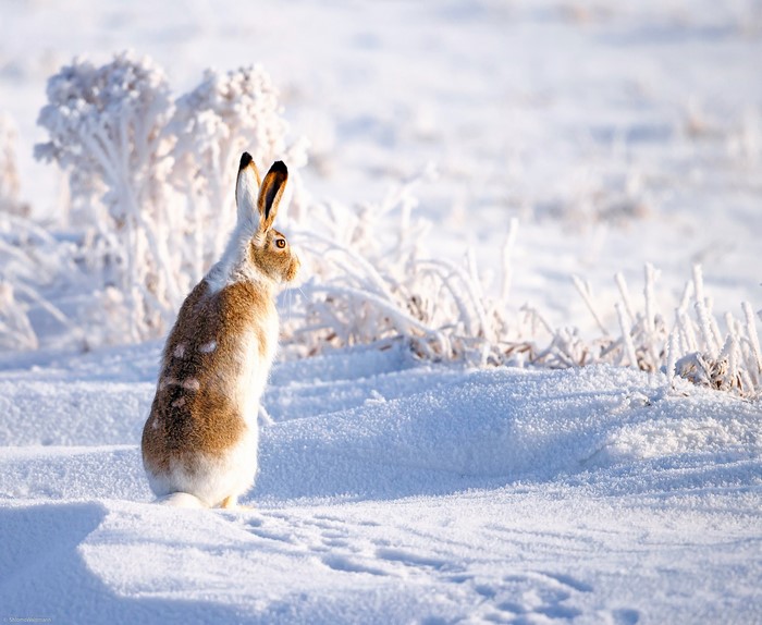 Hare in the snow