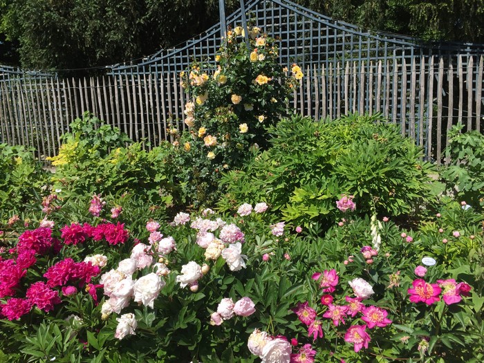 Peonies and roses in a garden with a fence