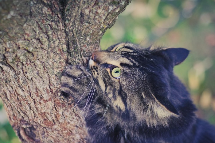 Cat scratching a tree trunk