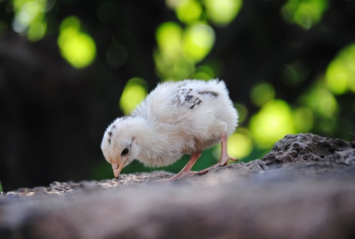 A fluffy white chick pecking at the ground