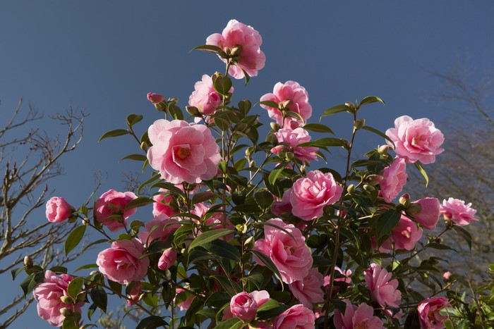 Pink Camellia Flowers Blooming Against a Blue Sky