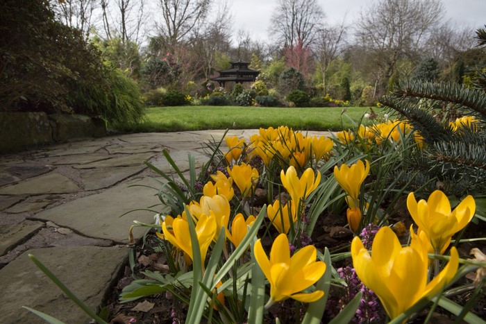 Yellow crocuses in a garden with a pagoda in Walsall, England