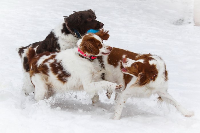 Three Brittany Spaniels playing with a ball in the snow