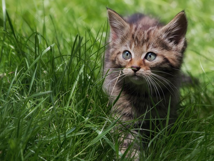 Kitten peeking through tall green grass