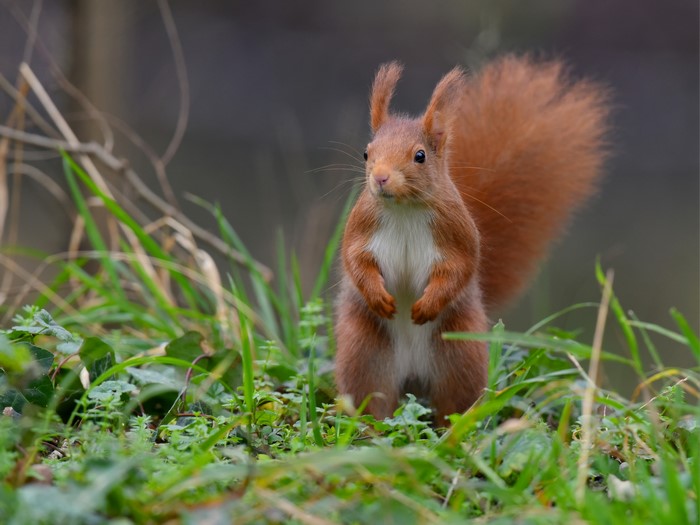 Red Squirrel in Grass