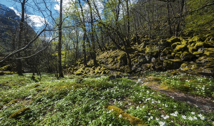 4K Spring Forest with Mossy Stones and Snowdrops in Norway