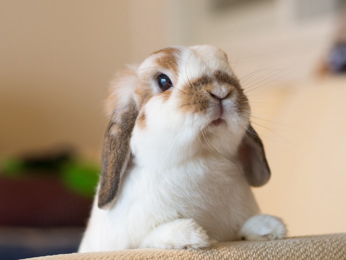 Close-up of a cute lop-eared rabbit