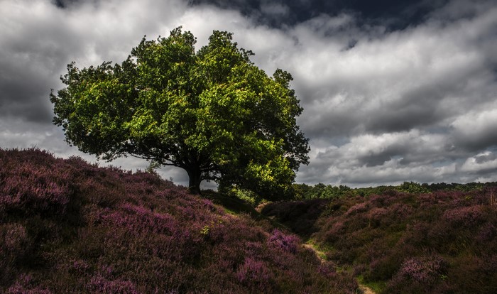 Tree on a hill with heather and clouds