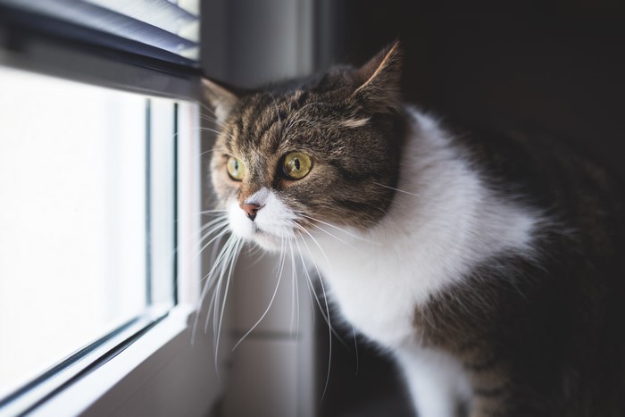 Cat looking out a window