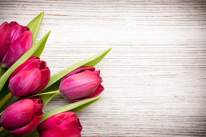 Wine colored tulips on a wooden background
