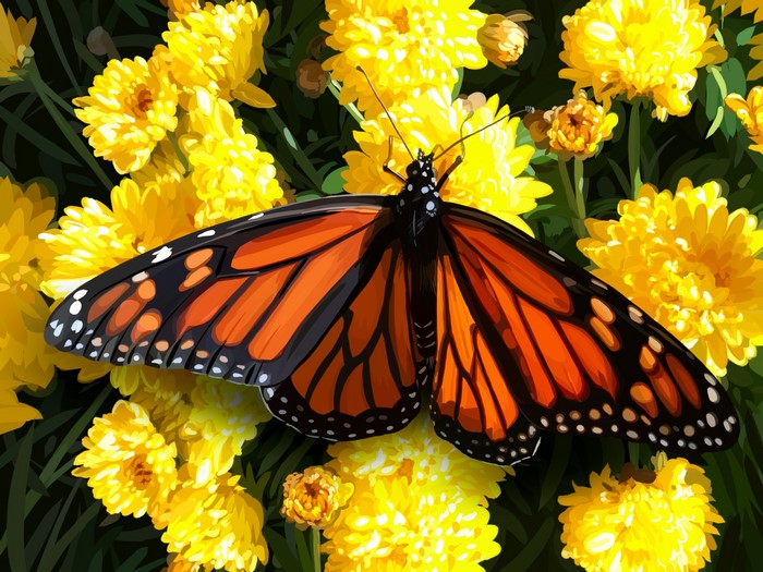 Monarch butterfly on yellow flowers