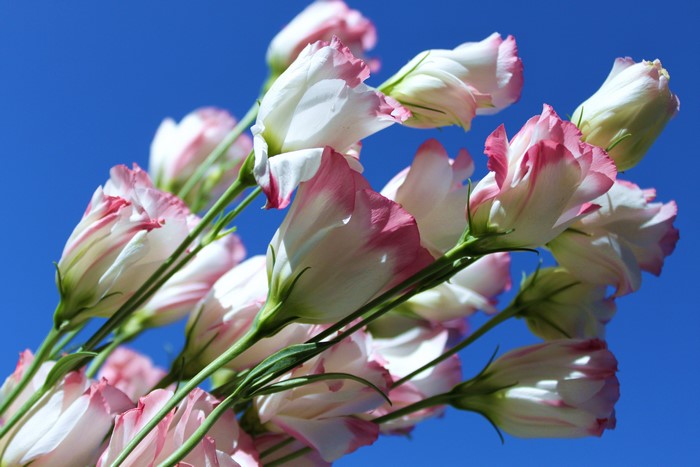 Pink and white Eustoma flowers against a blue sky
