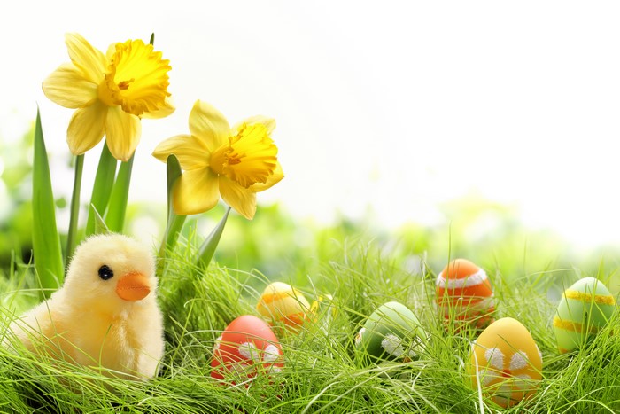 Easter Chicks, Daffodils, and Decorated Eggs in Grass