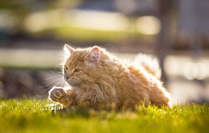 Fluffy ginger cat lying on grass