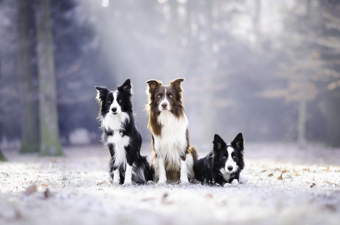 Three Border Collies in a Winter Forest