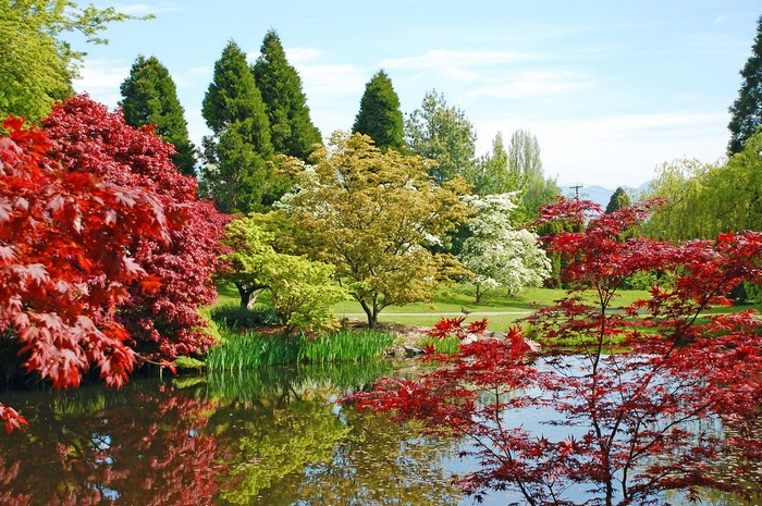 Botanical Garden Pond with Red Maple Trees