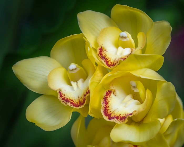 Close-up of yellow orchids with red markings