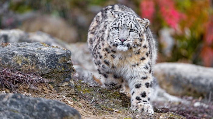 4K Snow Leopard Walking