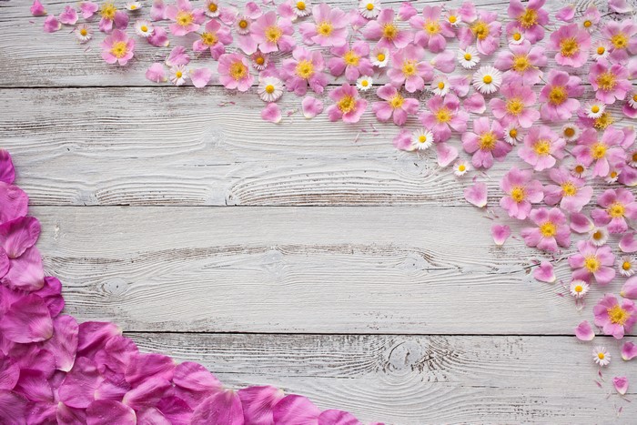 Pink rose petals and daisies on wood planks